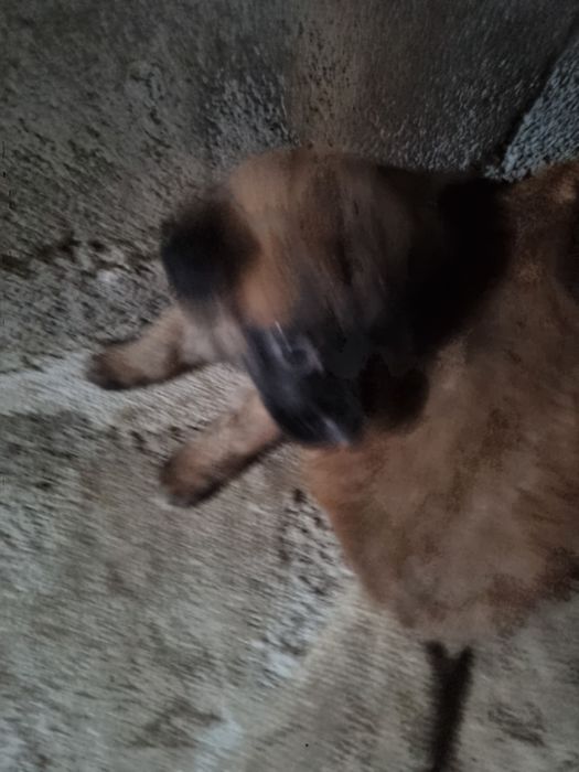 Cães para adotar
