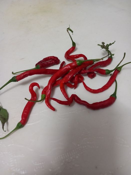 Malaguetas africanas