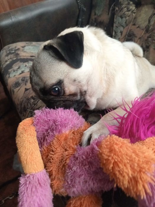 Мопс для любові шукає даму сердця