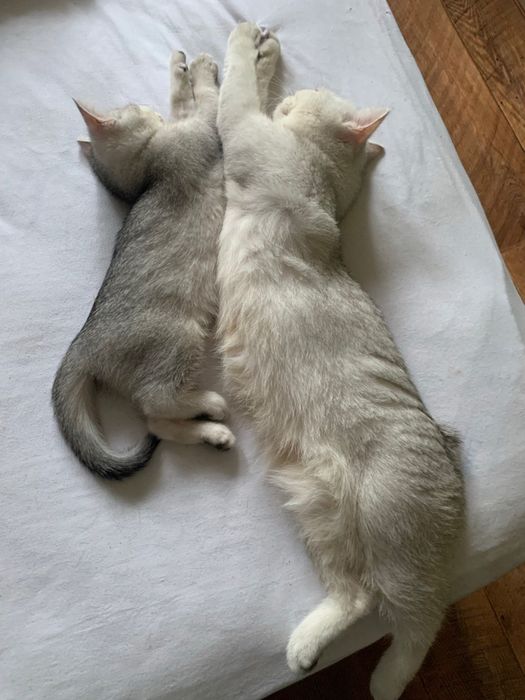 Кошеня шиншила срібна британець