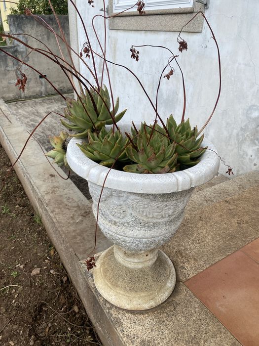 Vasos de pedra com plantas