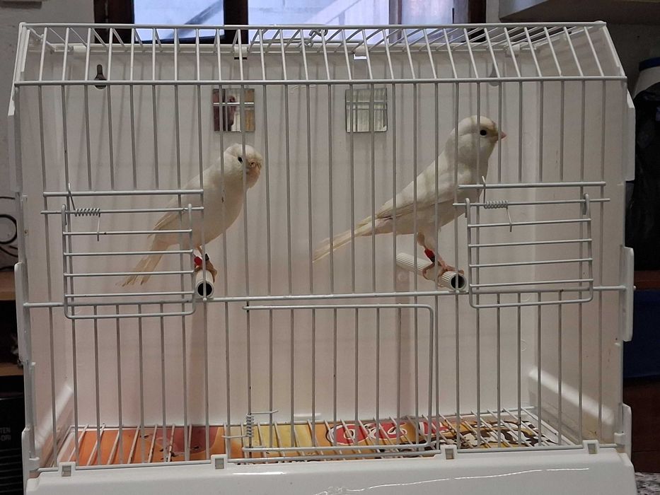 Canários vermelhos, vermelhos asa branca, poupas alemães vermelhos, brancos, arlequim Português e amarelos