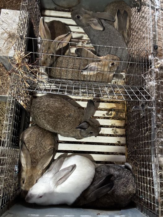 Coelhos para criacao ou consumo