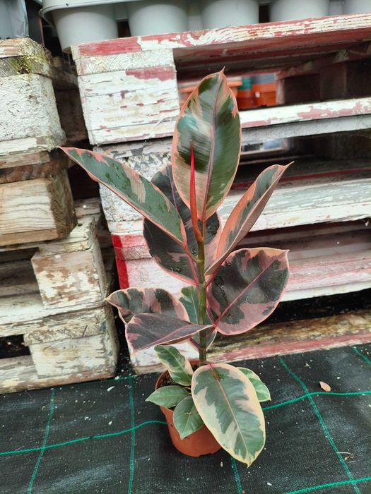 Ficus Elástica (Adjivan,Belize e Tineke) - planta em vaso