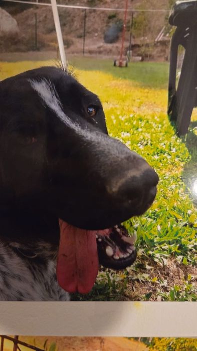 Tenho um Cão (Idade 1 ano)