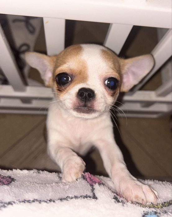 Cudowny piesek! Gotowy !!!