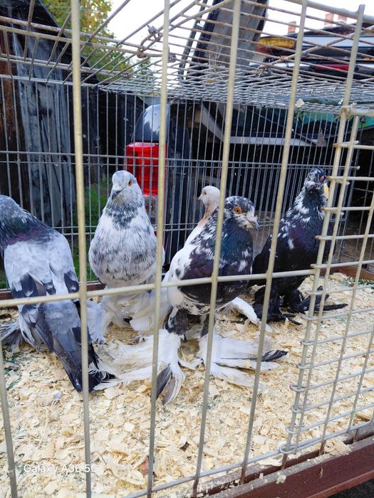 Garlacze pomorskie 70 zł sztuka