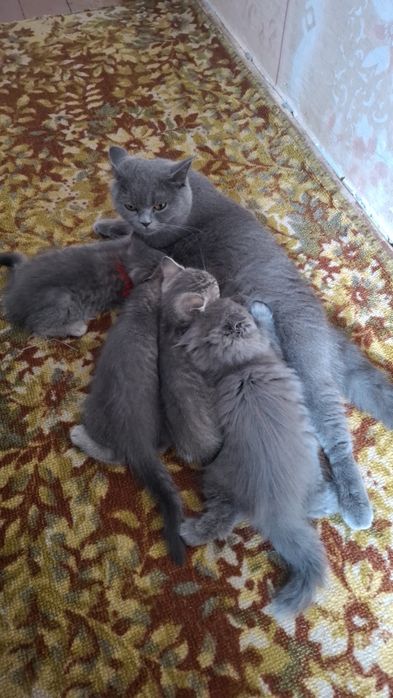 Продаються кошенята