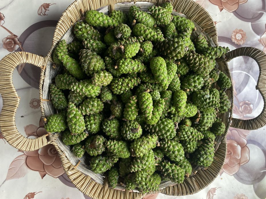 Продам молоді соснові шишки.