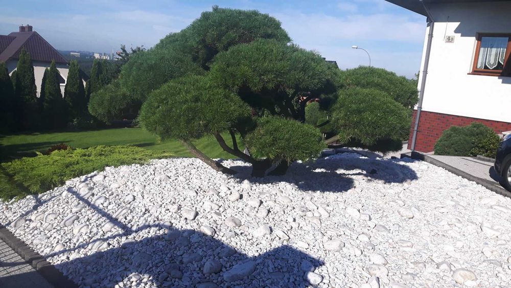 Ogrody ! Zakładanie i pielęgnacja ! Trawniki z rolki !