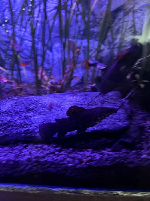 Kiryśnik czarnoplamy 2 szt.