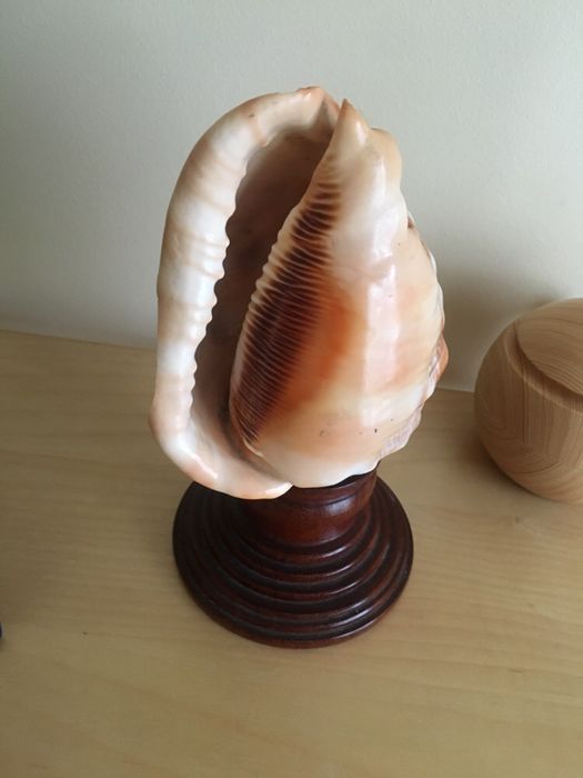 Candeeiro de búzios