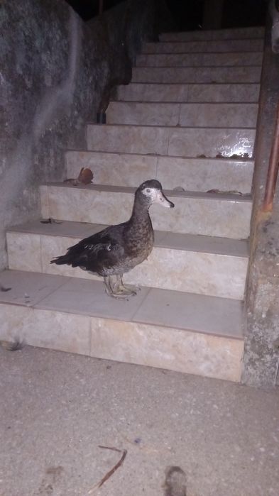 Vendem se patos mudos várias idades