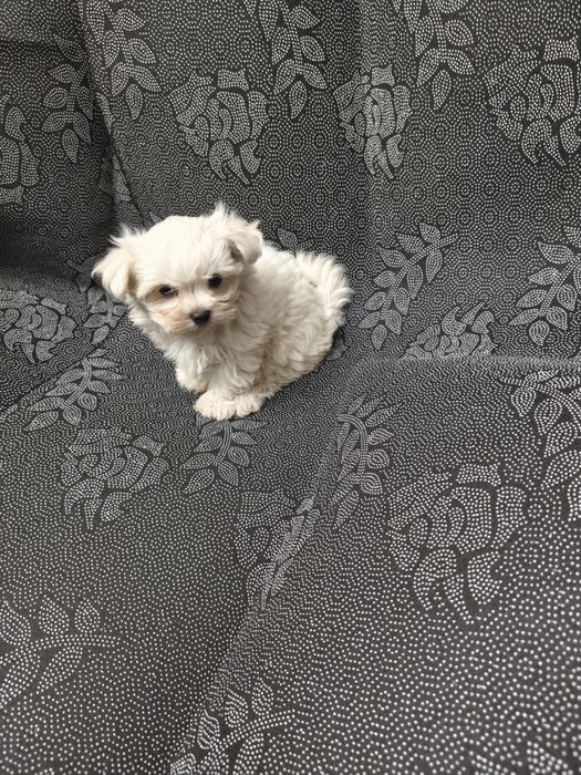 Bichon Maltês  menina excelente exemplar da raça
