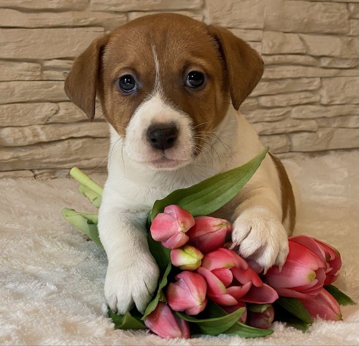 Chłopiec Bursztyn Jack Russell Terrier