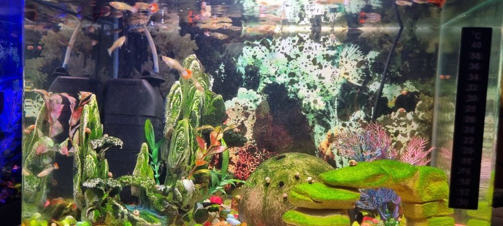 Guppys peixes de aquario