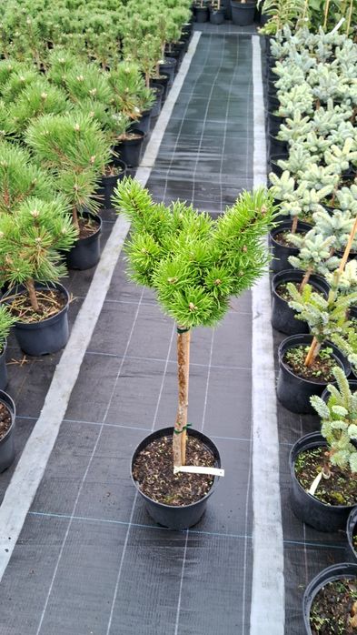 сосна щеплена /сосна привитая