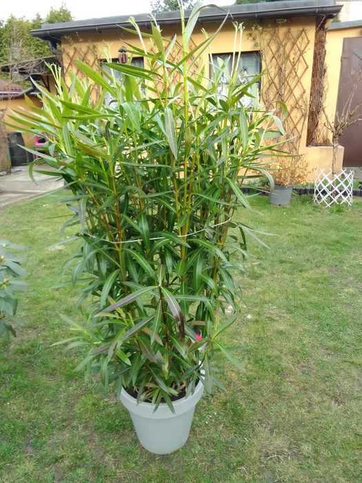 Oleander ciemno bordowy