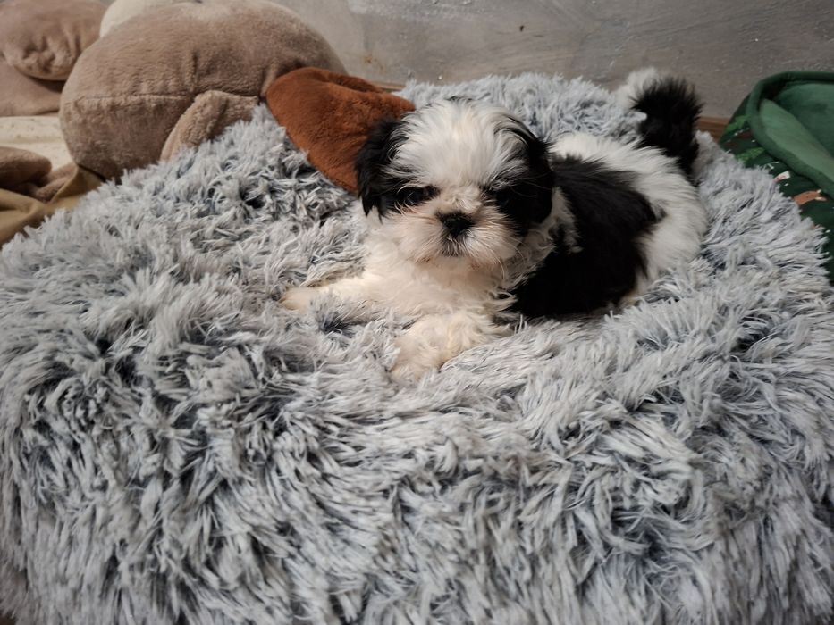 Shih-tzu Czarno biała Sunia