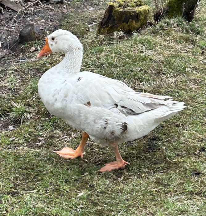 Gąsior roczny biały