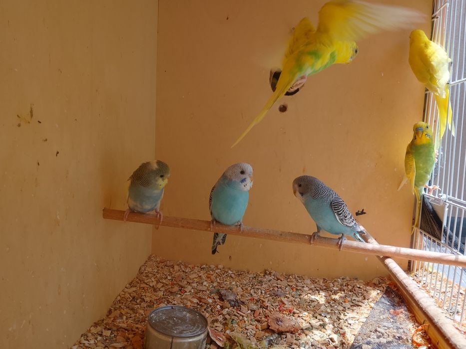 Piriquitos australianos