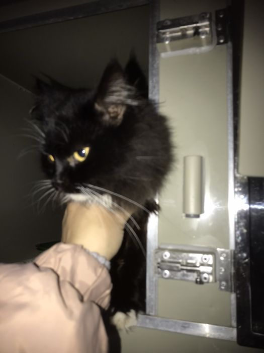 Муся в добрі руки