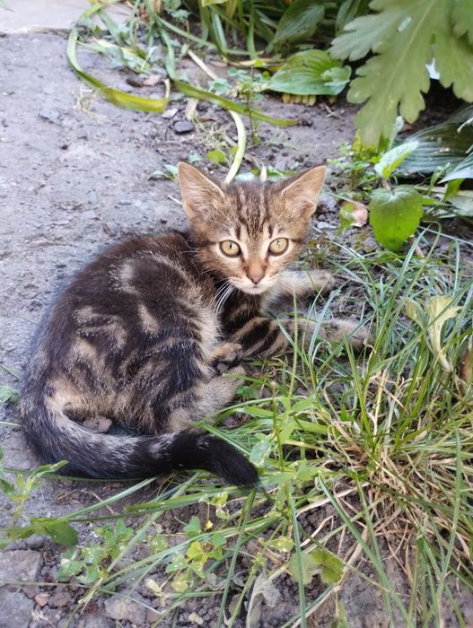 Віддам в добрі руки кошенят