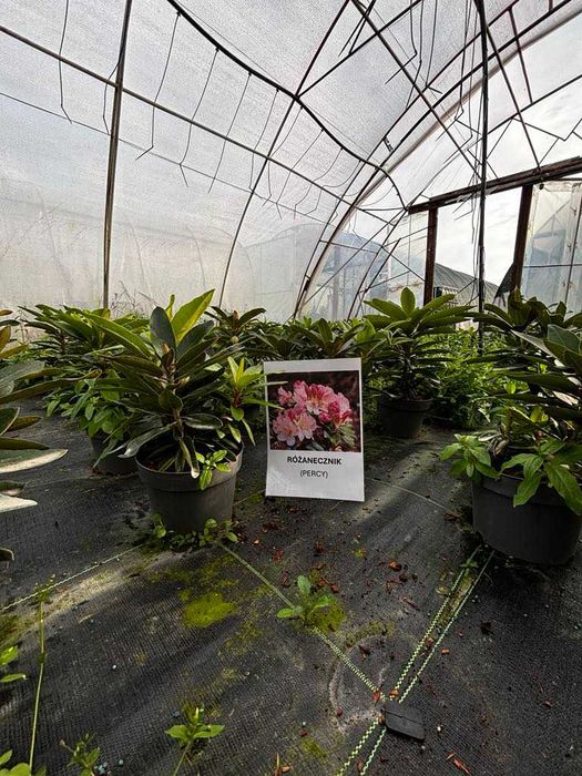 Rrododendron/Różanecznik Rasputin, Roseum, Eskimo, Percy