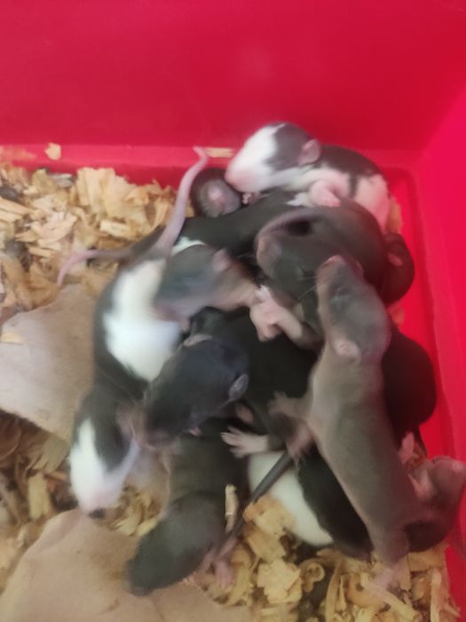 Szczurki DUMBO domowy Szczur (15.06)