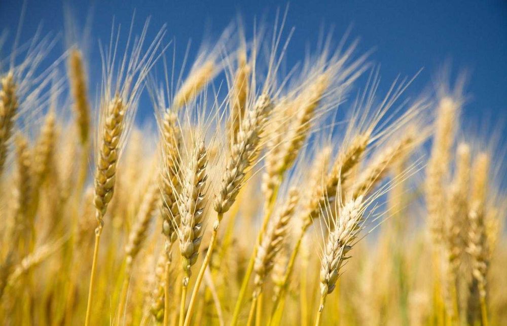 obornik kurzy organiczny-granulowany