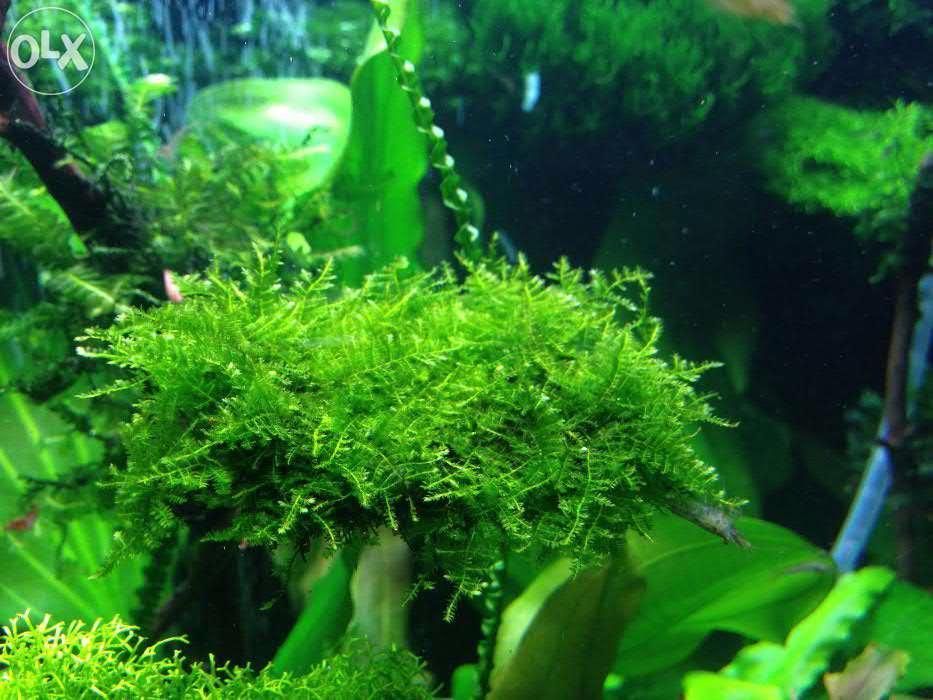 Мох акваріумний Christmas Moss