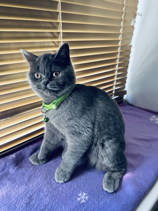 Шотландська прямовухадівчинка/Scottishstraightgirl/Шотландські кошенят