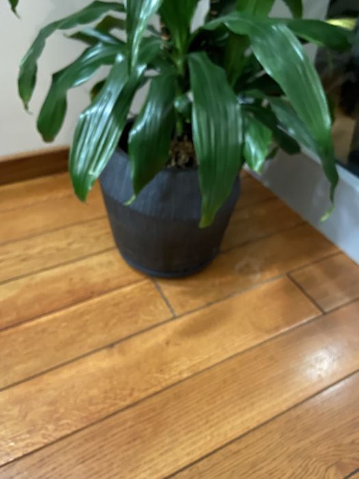 Wysoka Dracenta ponad 1m