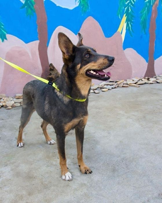 Отдам даром в добрые руки собаку метис овчарки