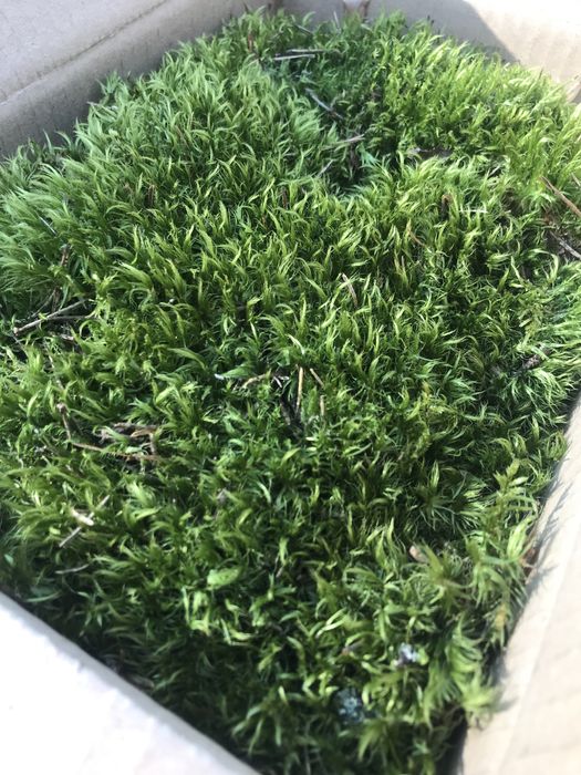 Мох живий та сухий (дикранум)