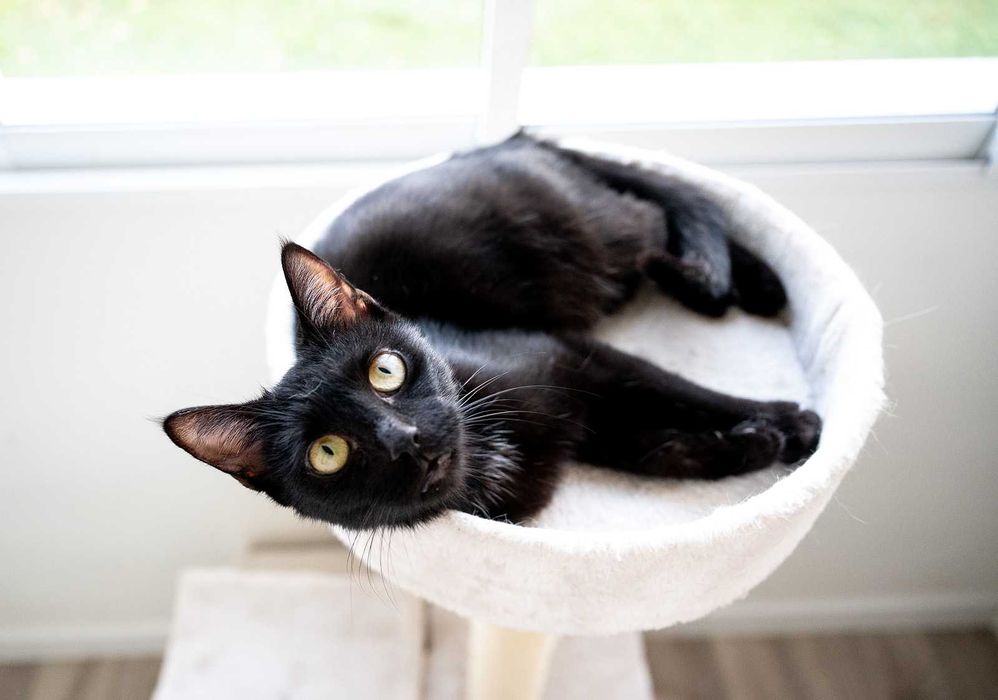 Kotka do adopcji - AVA, 2 lata