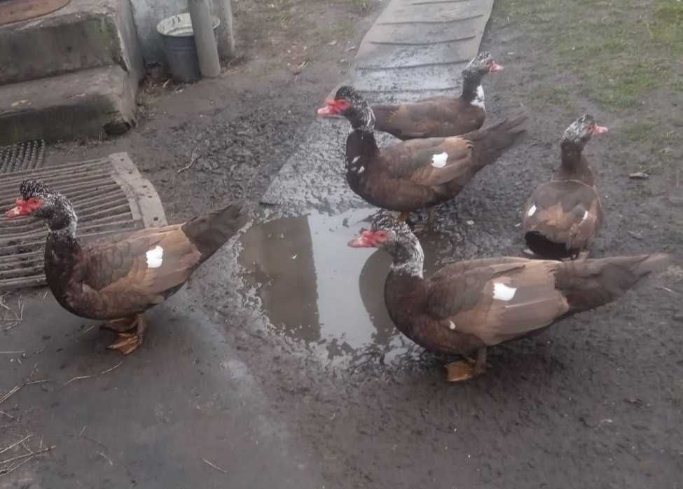 Продам качок та качурів