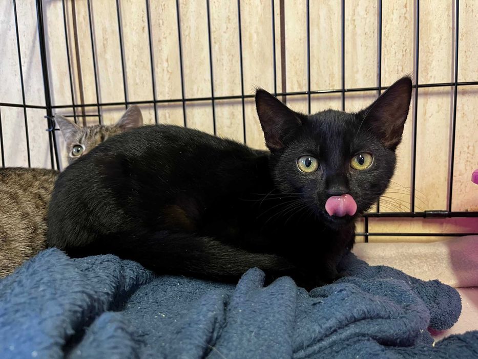 Enid, Wednesday i Pugsley- kocięta do adopcji