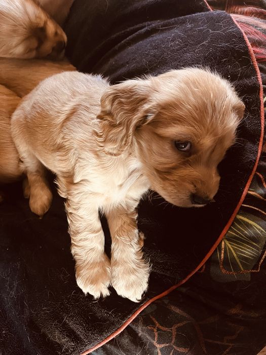 Cocker spaniel angielski