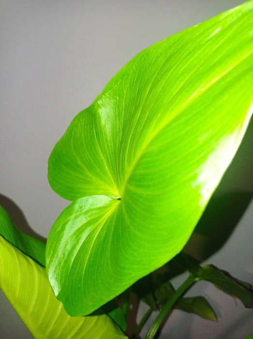 Калла Эфиопская белая