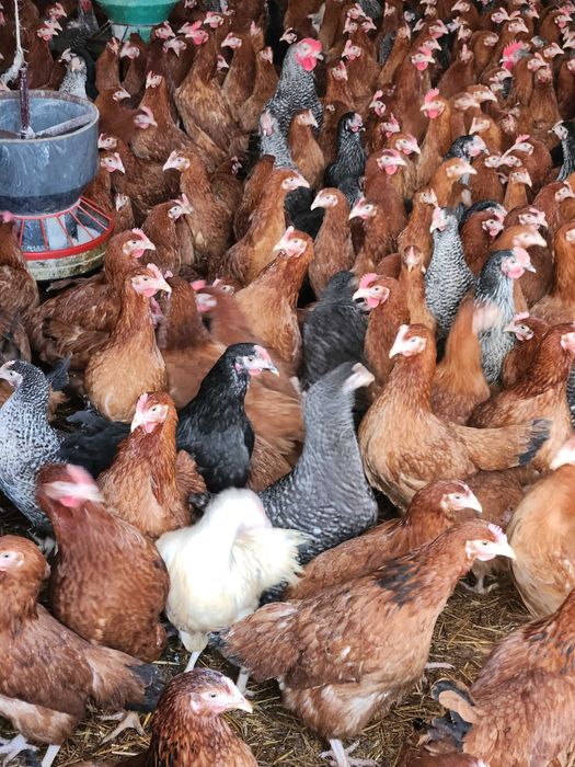 Kury nioski Rosa z wolnego wybiegu. Messa z pierwszym jajkiem.Dowóz.