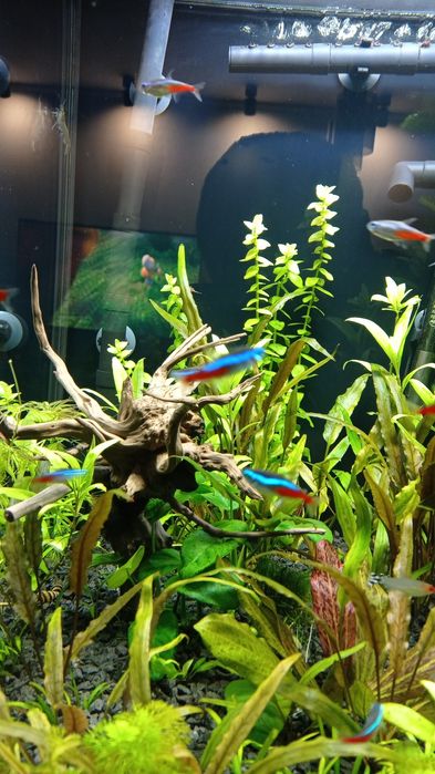 Neon   inesa sztuk 14