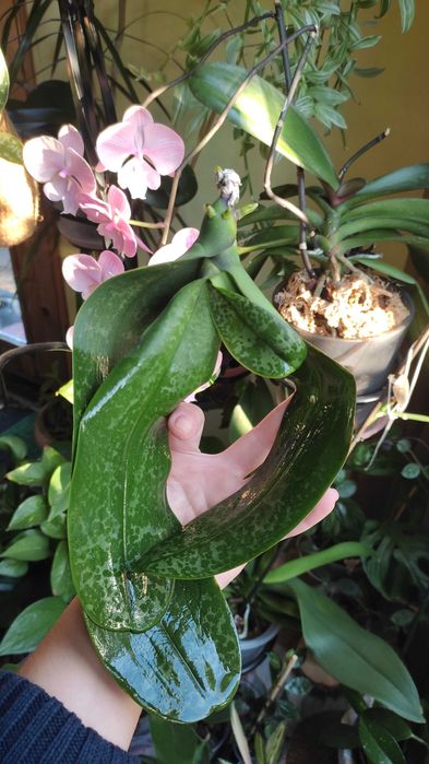 Орхідея фаленопсис Стюартіана Піко Чіп, Pico Chip