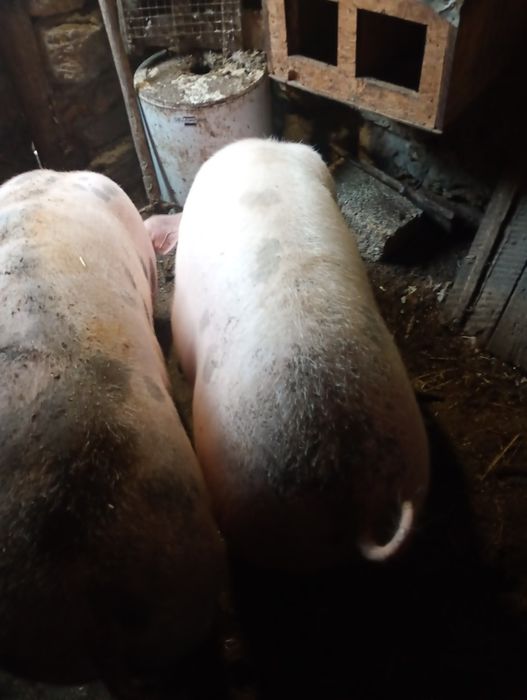 Свині живою вагою