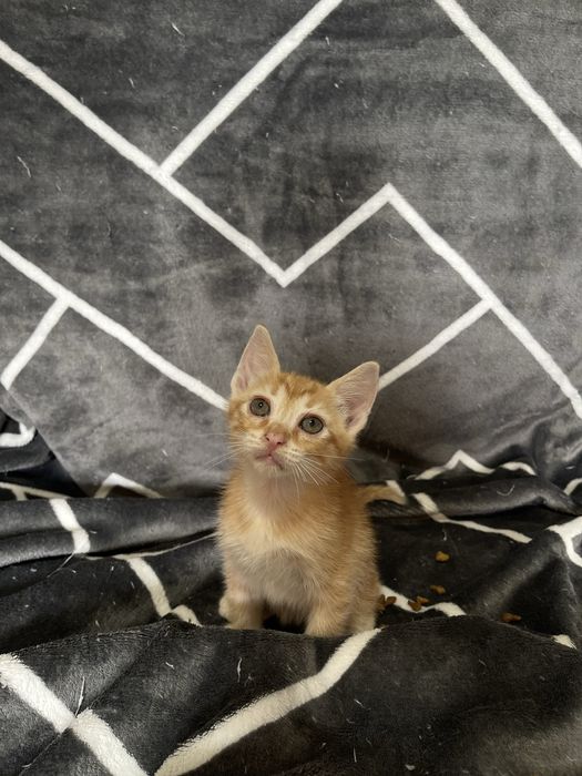 3 Gatinhos para adoção responsável
