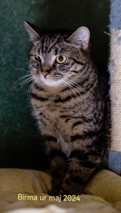 Kociaki z tęsknotą czekają na domy