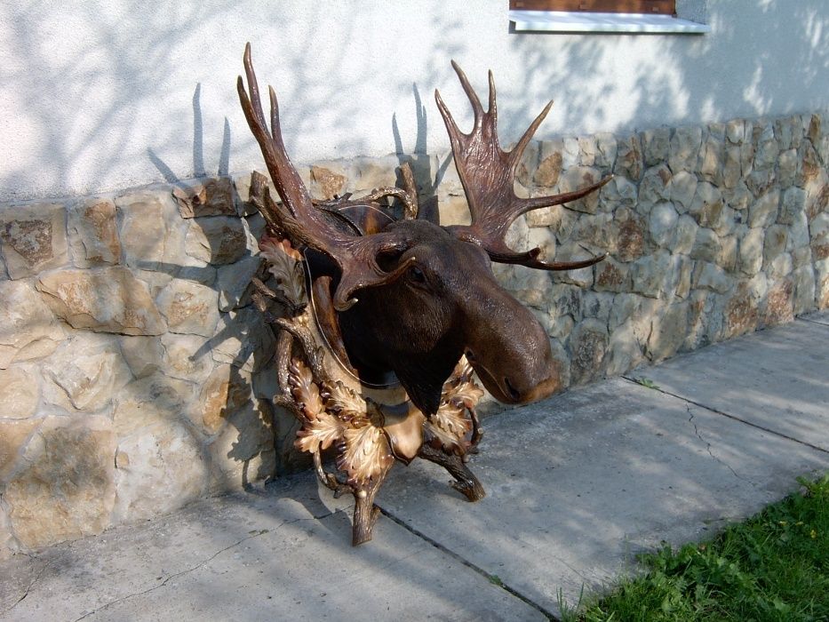 Деревяна голова лося медальйон / ЛОСЬ РОГИ .