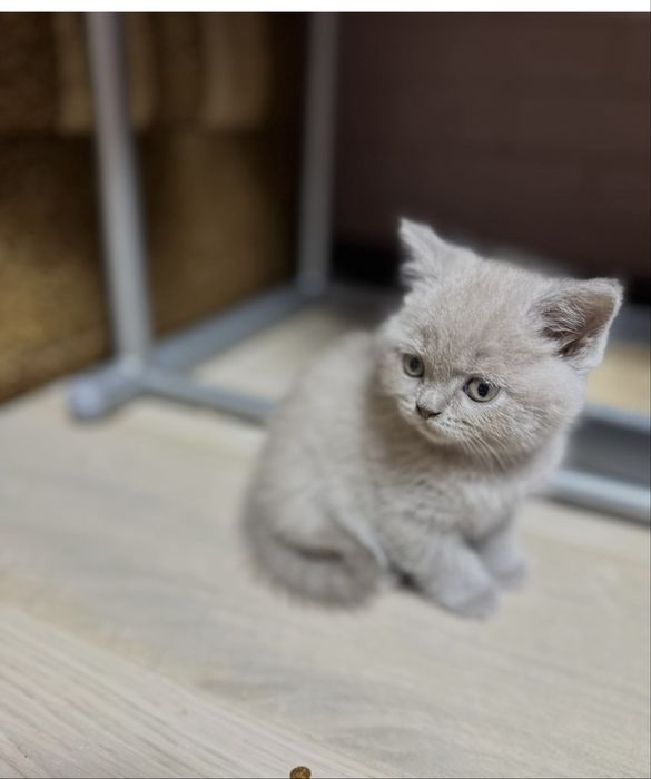 Британські кошенята
