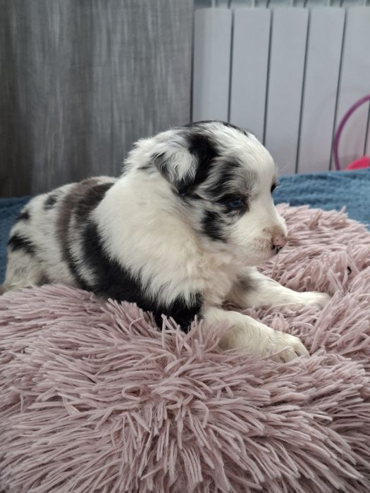 Border collie suczka