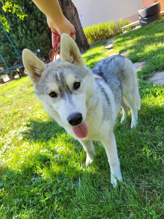 Cudowna Siberian Husky szczeniak zkwp fci haski syberyjsk